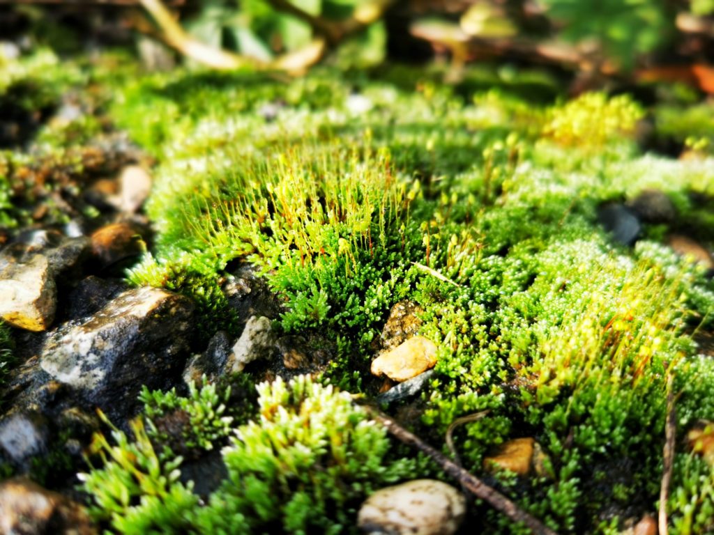 Beautiful green moss on stones, moss close-up, macro. Beautiful background from moss for wallpaper.